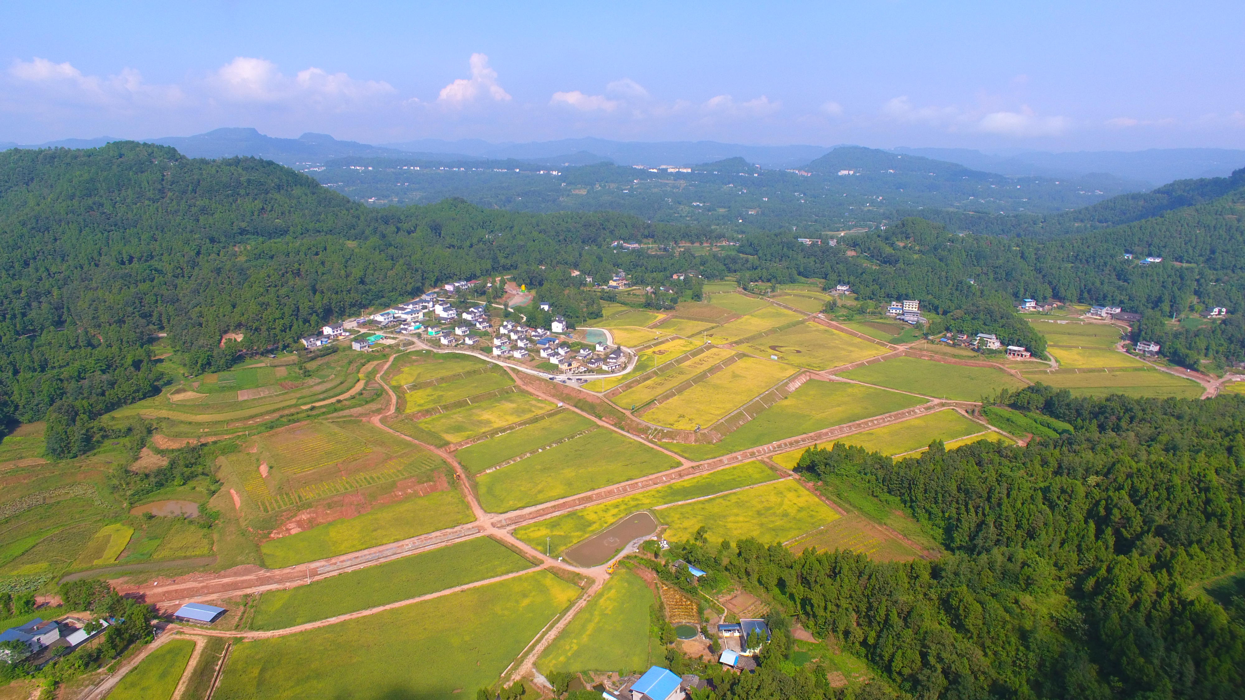 柳林海山农业园油菜示范片喜获丰收